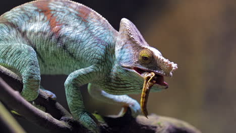 parson chameleon feeding on insect