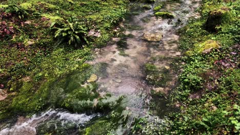 a gentle creek winding through lush forest