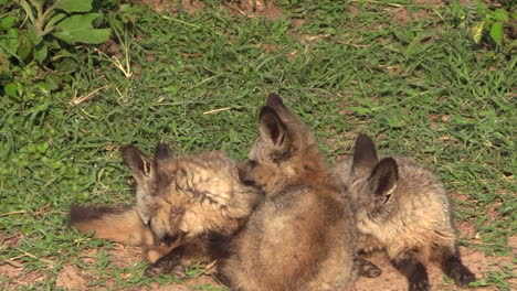 bat-eared fox cubs snuggling and scratching while lying down on the green grass in masai mara, kenya - closeup shot