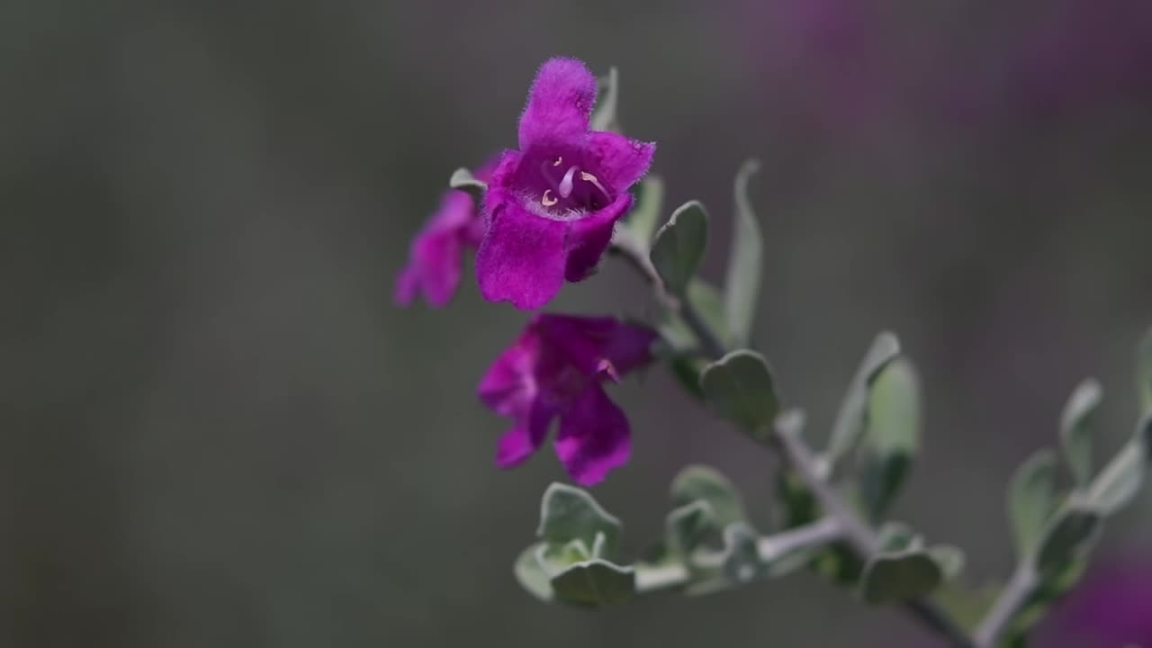 alejar la toma de una planta ornamental púrpura con hoja de plata, la salvia de texas, leucophyllum frutescens