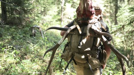 a hunter packing out a bull elk on his back in the fall in montana