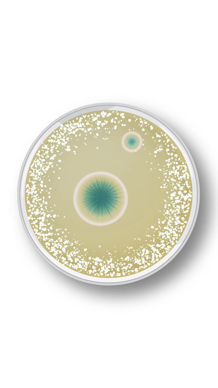Animazione della crescita della penicillina in una capsula di Petri in 60 secondi, che mostra l'inibizione batterica e l'espansione delle colonie.