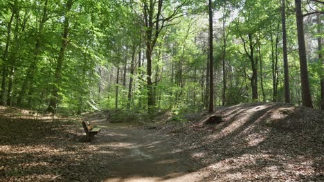 forest path with bench under sunlight