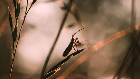 insect on grass