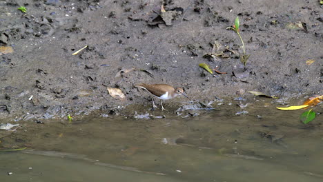 Ein-Schöner,-Kleiner-Strandläufervogel,-Der-Langsam-Am-Rand-Des-Wassers-An-Einem-Schlammigen-Flussufer-Spaziert,-Während-Er-Seinen-Körper-Hüpft---Mittlere-Aufnahme