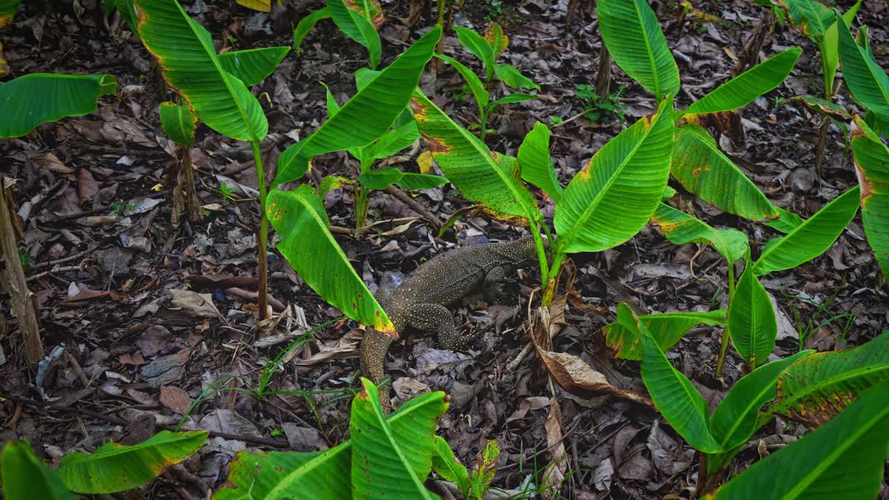 un lagarto monitor que se alimenta en el suelo en el centro de singapur