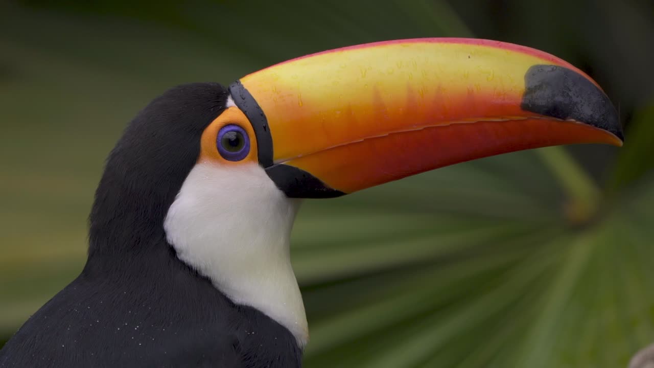 Close-up de um tucano-toco colorido balançando a cabeça e olhando ao redor em um galho na natureza