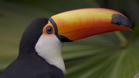 primer plano de un colorido tucán toco sacudiendo la cabeza y mirando alrededor de pie sobre una rama en la naturaleza