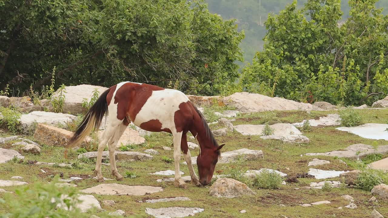 caballo blanco y marrón pastando en pastos de montaña del pueblo de yenokavan armenia