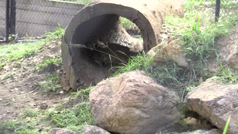 Australian-Dingo-in-captivity.-Sleeping-inside-a-log