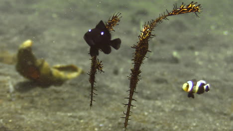 couple of ornate ghost pipefish hovering upside down over sandy bottom upside down, surrounded by agitated clarks anemone fish and threespot dascyllus, closeup shot showing all body parts