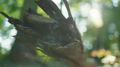 toma macro en cámara lenta de 4k de un árbol muerto colgando sobre el suelo, con telas de araña, contra la luz del sol