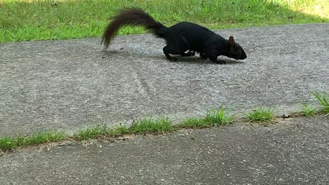 black squirrel looking for food