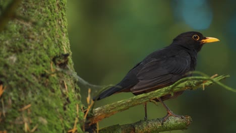 a small black bird perched on the branch of the tree