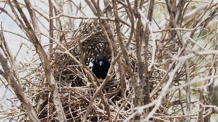 Corvid bird in nest, Magpie hops from nest onto spring tree branch