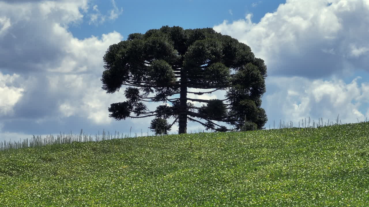 Un albero di Araucaria si erge sopra una collina coperta di soia mentre un drone con teleobiettivo avanza dolcemente attraverso il paesaggio rurale.