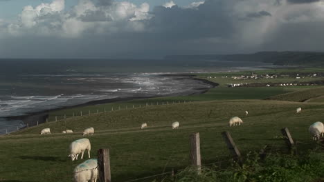 un pequeño pueblo en irlanda con el fondo de la costa y las ovejas en primer plano