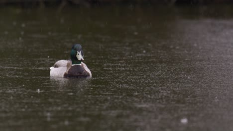 Eine-Stationäre-Aufnahme-Einer-Kreuzenden-Ente-Auf-Einem-Teich-Im-Regen