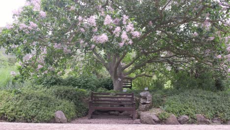 empty bench next to big tree with falling purple flowers at kirstenbosch botanical garden