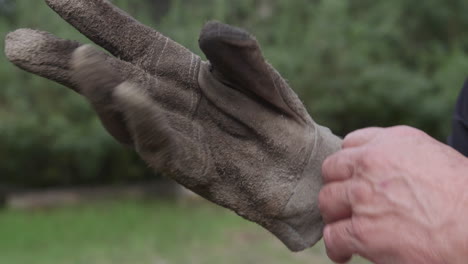 Mano-Masculina-Poniendo-Un-Guante-De-Jardinería-Sucio-En-La-Mano-Derecha-Al-Aire-Libre