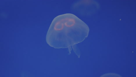 aurelia aurita nadando bajo el agua. de cerca