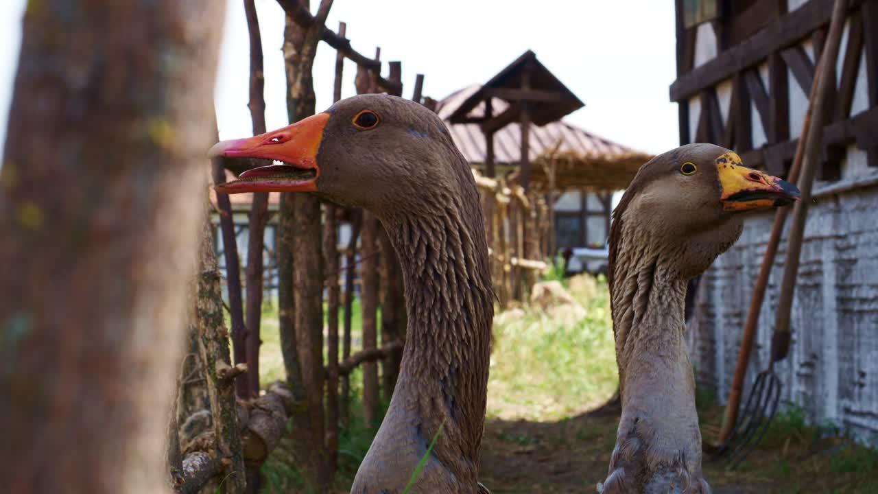 거위 머리 클로즈업
