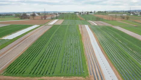 descending aerial of rows of vegetables growing in large farm plantation in early spring