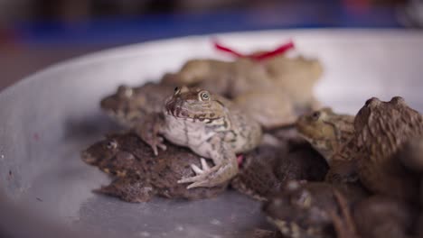 frogs for sale at a market