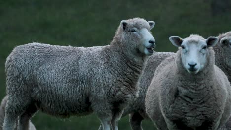 sheep standing together in a grassy field