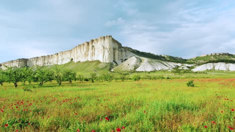 white cliffs and poppy field