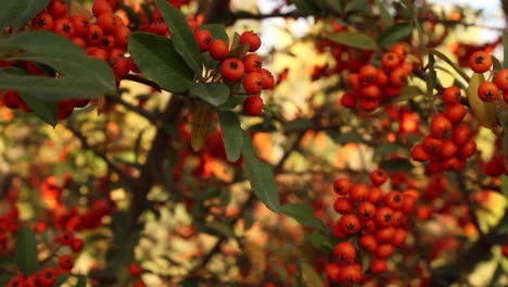 racimo de bayas rojas en la planta con hojas verdes