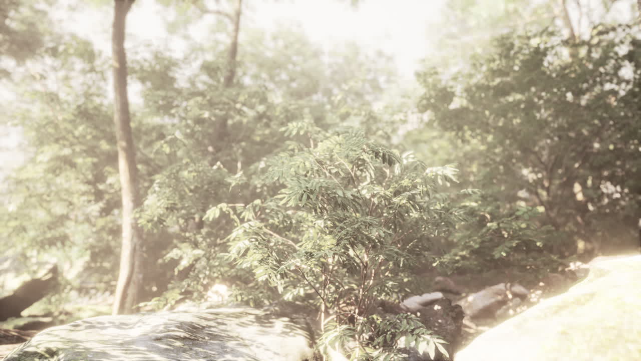 ⁇ 빛과 볼 ⁇  빛과 함께 저녁 숲