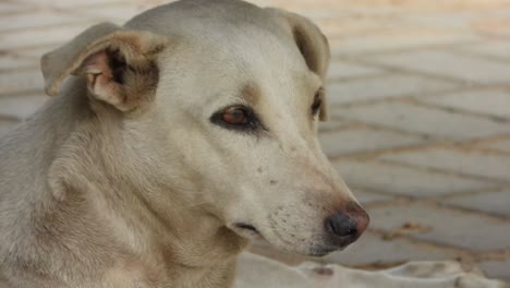 cute and sad looking street dog