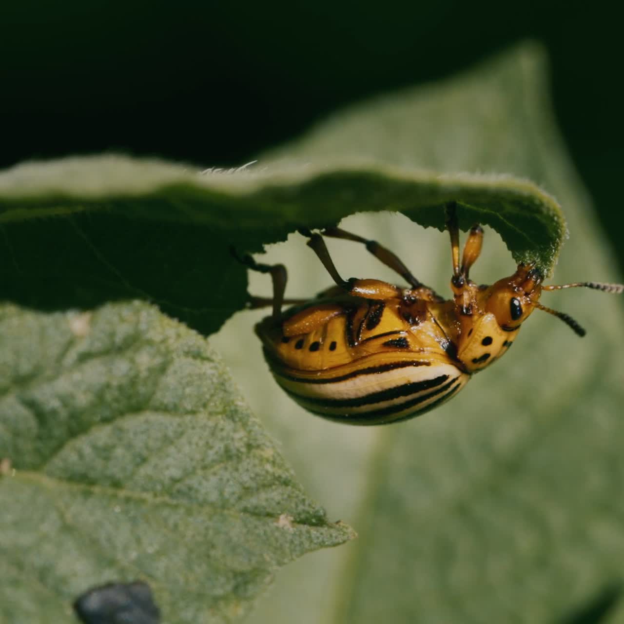 감자 잎 1에 콜로라도 딱정벌레
