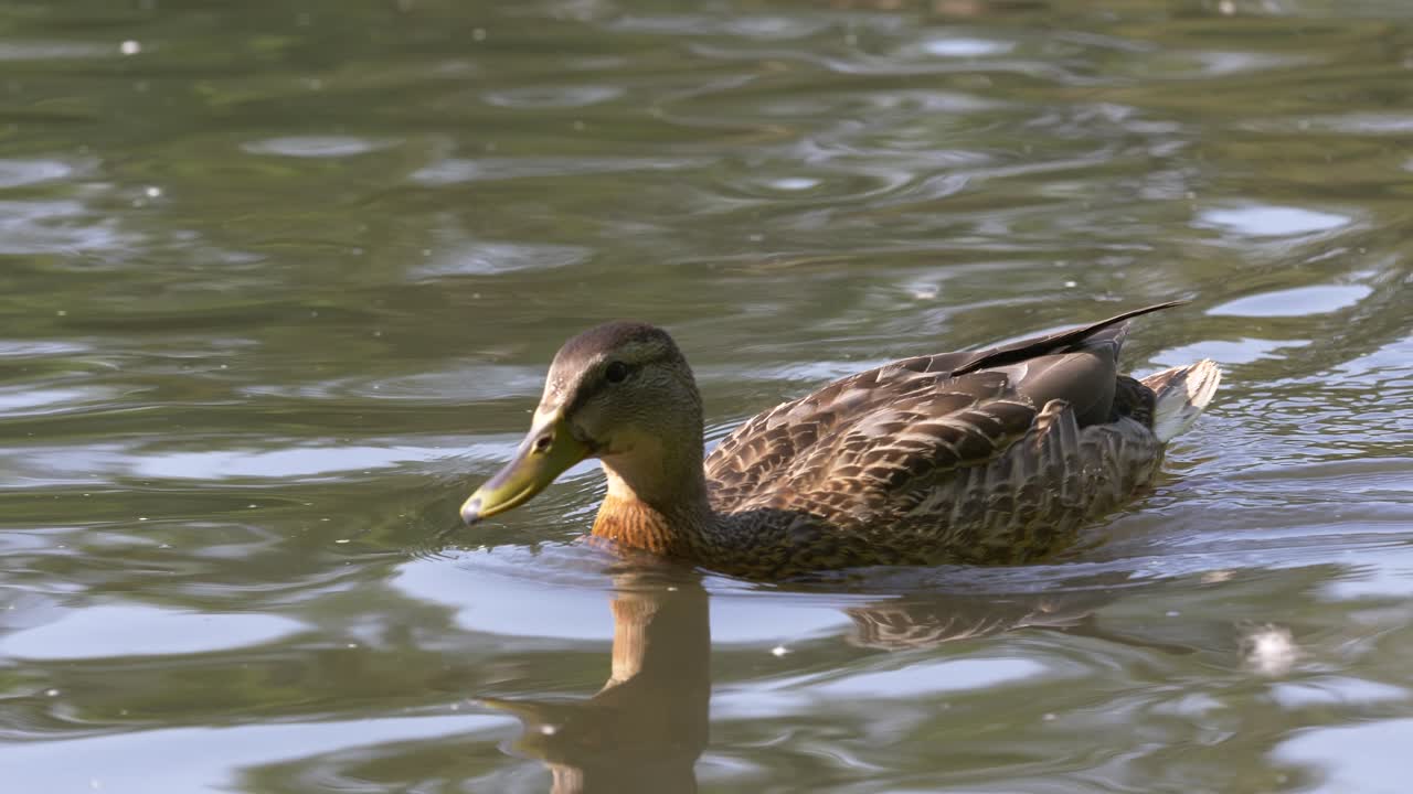 Anatra mallarda che nuota in uno stagno
