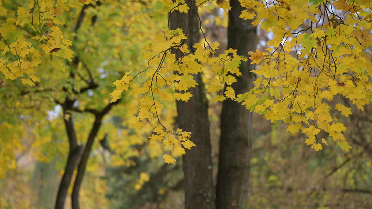 Golden maple leaves in autumn forest park