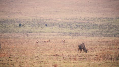 Antílopes-Blesbuck-Saltando-Alrededor-Pastando-ñus,-Sabana-Africana