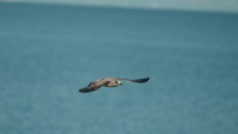 arctic skua flies low over coastal waters on scotland’s west coast. agile seabird captured mid-flight, showcasing motion, freedom, and natural grace in marine habitat, captured in slow motion