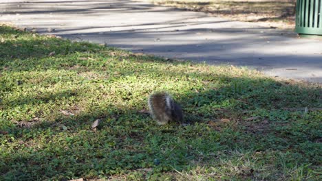 Una-Ardilla-Buscando-Comida-En-La-Hierba