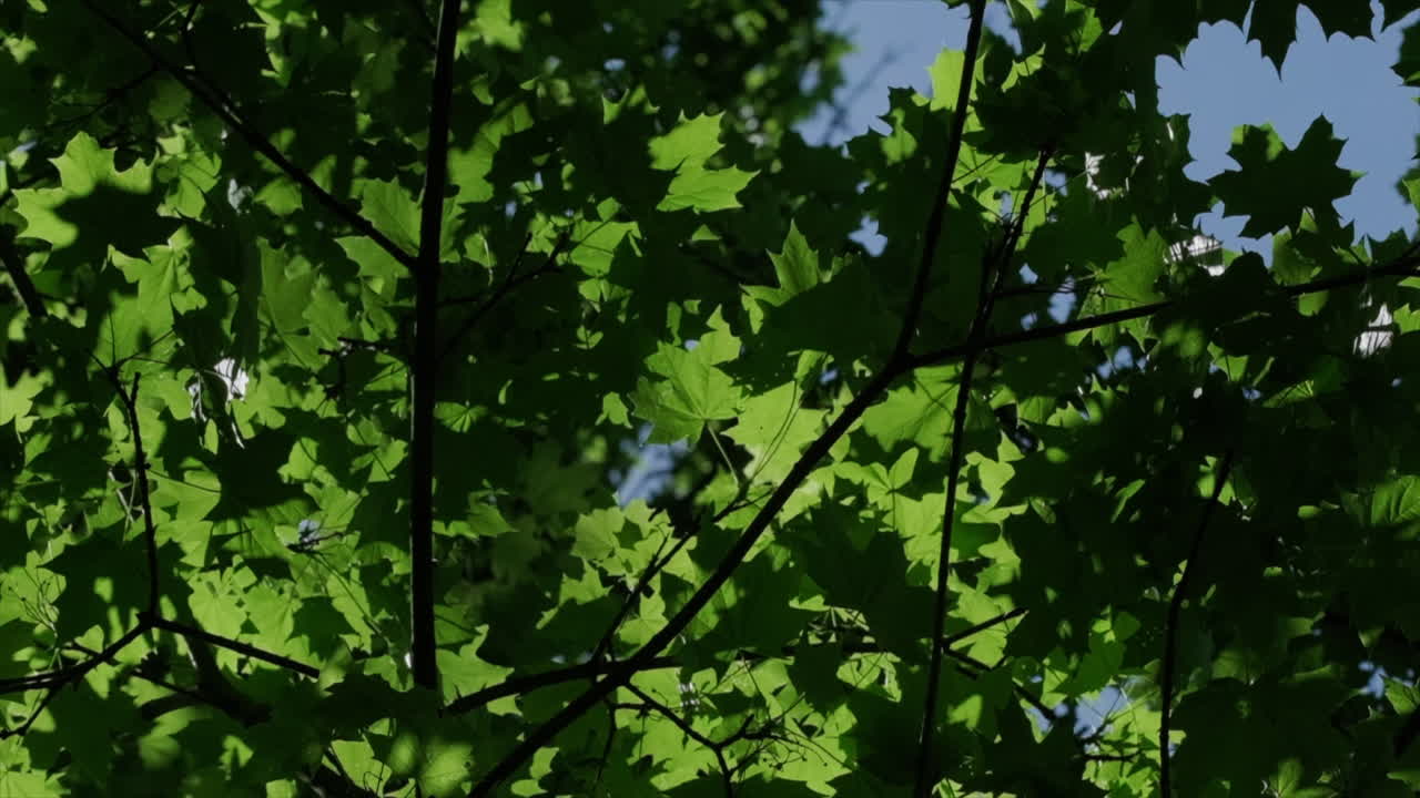 Backlit green maple leaves in slow motion