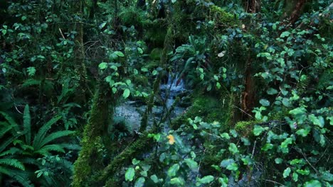 Selva-Densa-Con-Río-Idílico-Que-Fluye-Durante-El-Día-Místico-Oscuro-En-El-Bosque-Profundo,-Cerrar