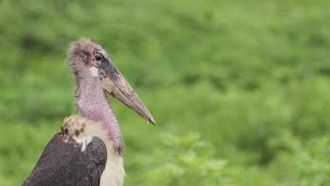 african bird marabou stork close up portrait in serengeti national park in tanzania in africa on african wildlife safari animals game drive