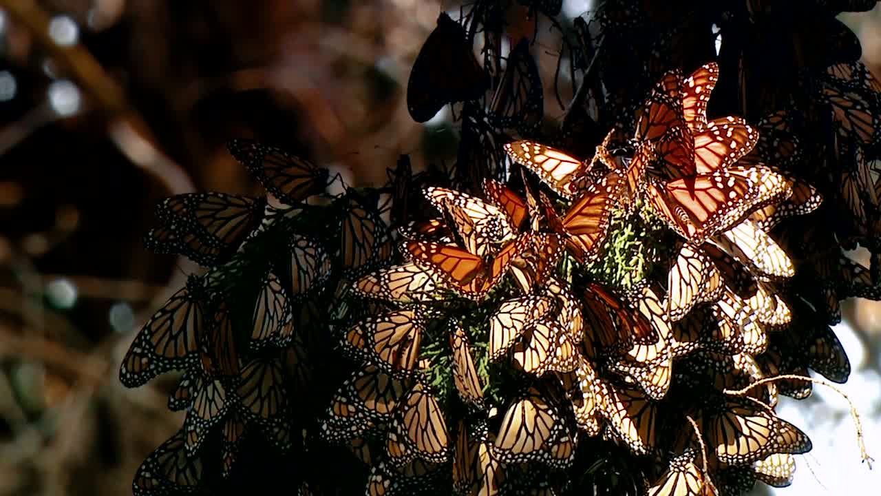 un gran grupo de mariposas monarca reunidas en un árbol