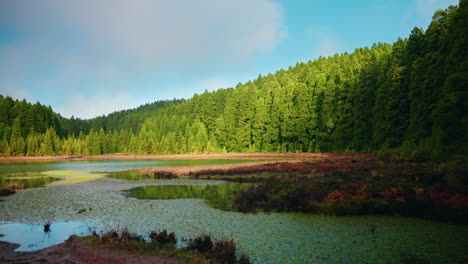 mountain lake surrounded by green high pines