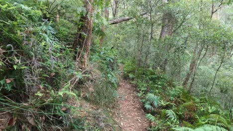 un tranquilo paseo por un camino aislado del bosque
