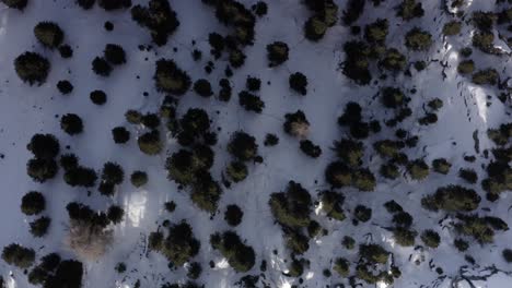 snowy mountain forest from above