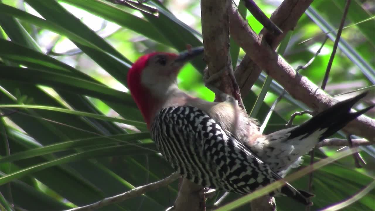 un pájaro carpintero de vientre rojo en un bosque 1