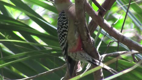 Un-Pájaro-Carpintero-De-Vientre-Rojo-En-Un-Bosque-1