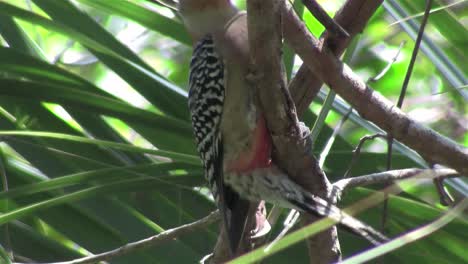 un pájaro carpintero de vientre rojo en un bosque 1
