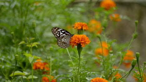 mariposa en una flor de caléndula